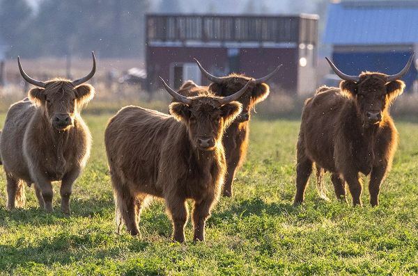 Haney, Chuck 아티스트의 Highland cattle in the Flathead Valley-Montana-USA작품입니다.